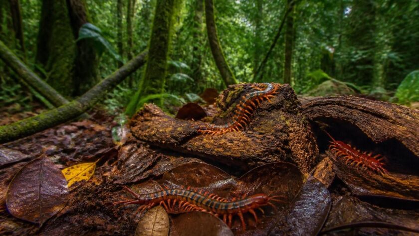 découvrez comment identifier les scolopendres en guadeloupe et apprenez à les respecter pour vivre en harmonie avec la nature locale.
