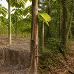 découvrez les inconvénients du paulownia afin d'adopter une gestion forestière durable et respectueuse de l'environnement.