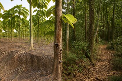 découvrez les inconvénients du paulownia afin d'adopter une gestion forestière durable et respectueuse de l'environnement.
