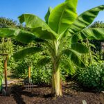 apprenez les techniques simples pour cultiver un bananier sans graine dans votre jardin et profitez de ses fruits délicieux toute l'année.