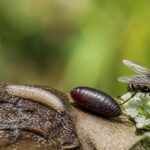 découvrez le cycle de vie complet de l'asticot à la mouche, le temps nécessaire à sa transformation et les différentes étapes de son développement.