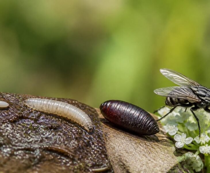 découvrez le cycle de vie complet de l'asticot à la mouche, le temps nécessaire à sa transformation et les différentes étapes de son développement.