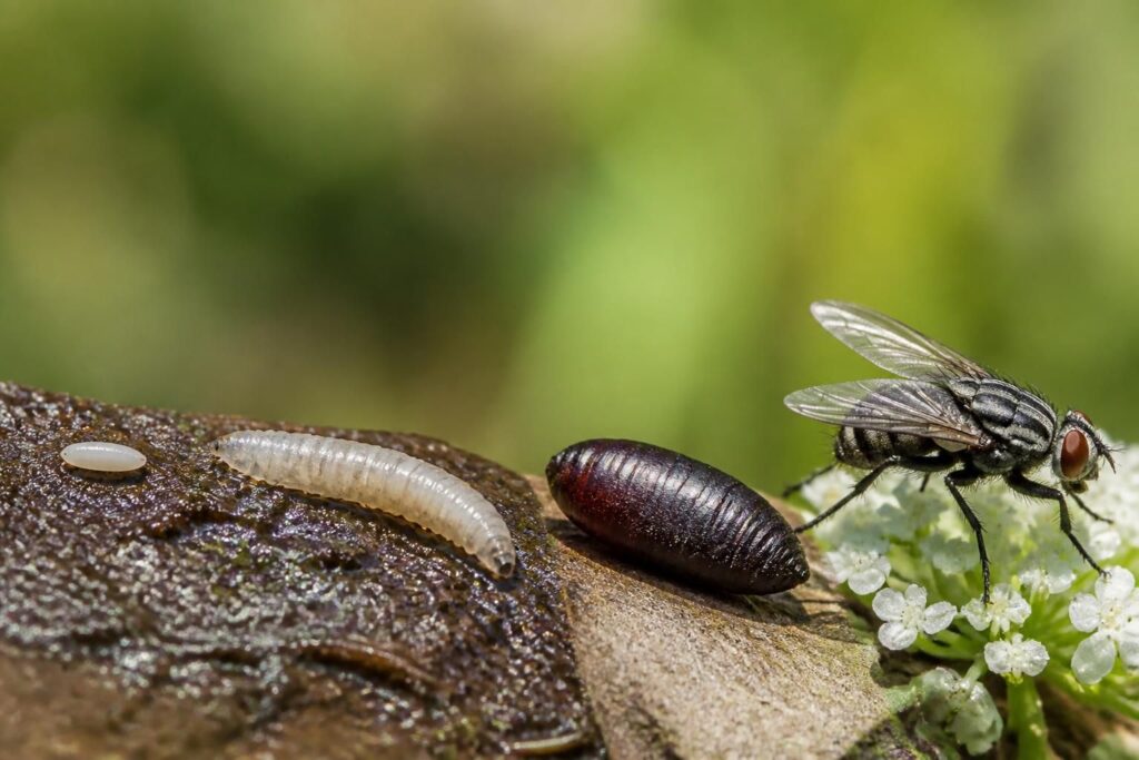 découvrez le cycle de vie complet de l'asticot à la mouche, le temps nécessaire à sa transformation et les différentes étapes de son développement.