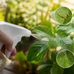découvrez comment éliminer les thrips de vos plantes grâce au vinaigre blanc, une solution naturelle et efficace pour préserver la santé de votre jardin sans produits chimiques.