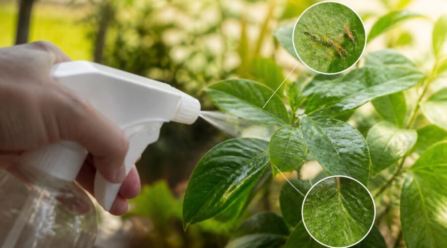 découvrez comment éliminer les thrips de vos plantes grâce au vinaigre blanc, une solution naturelle et efficace pour préserver la santé de votre jardin sans produits chimiques.