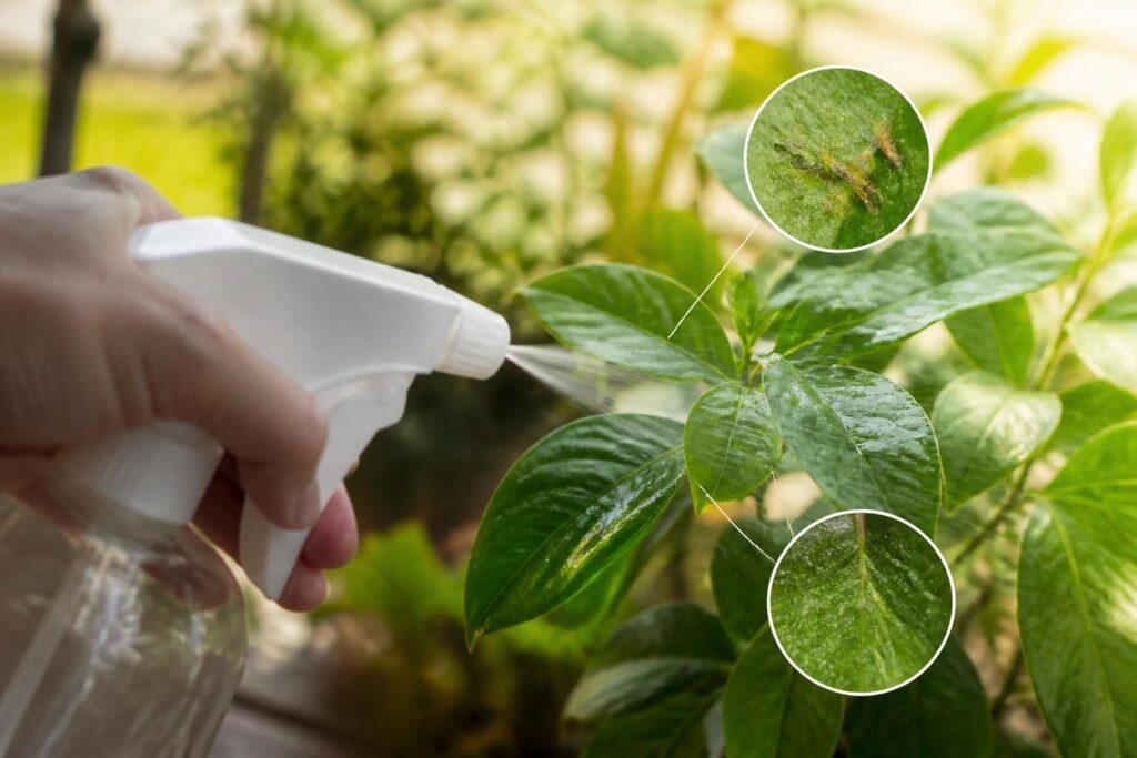 découvrez comment éliminer les thrips de vos plantes grâce au vinaigre blanc, une solution naturelle et efficace pour préserver la santé de votre jardin sans produits chimiques.