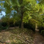 découvrez les inconvénients du tulipier de virginie et pourquoi cet arbre majestueux pourrait ne pas être adapté à votre jardin. apprenez à mieux choisir en fonction de vos besoins.
