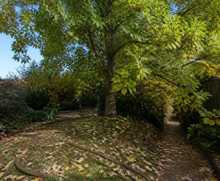 découvrez les inconvénients du tulipier de virginie et pourquoi cet arbre majestueux pourrait ne pas être adapté à votre jardin. apprenez à mieux choisir en fonction de vos besoins.