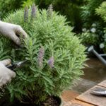 découvrez nos conseils pratiques pour l'entretien et la taille de la sauge arbustive afin de favoriser une croissance saine et un développement optimal de votre plante.