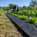 découvrez les avantages de la bâche noire pour le jardinage et pourquoi elle est un choix idéal pour protéger vos plantations, contrôler les mauvaises herbes et optimiser la croissance de vos plantes.