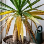 découvrez les raisons pour lesquelles les feuilles de votre yucca jaunissent et apprenez les meilleures solutions pour y remédier efficacement.