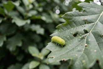Petite chenille verte mangeant une feuille de chêne partiellement dévorée dans un jardin