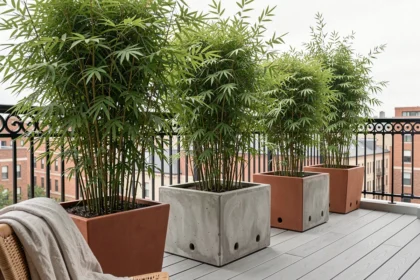 Haie de bambous non traçants en grands bacs sur un balcon urbain moderne avec terrasse en bois composite gris